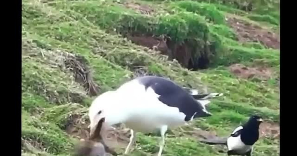Il Povero Gabbiano Ha Perduto La Compagna