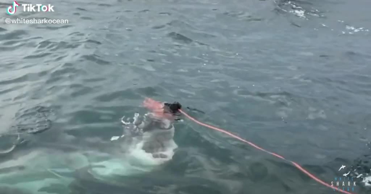 Pesca Allo Squalo Bianco Da Riva
