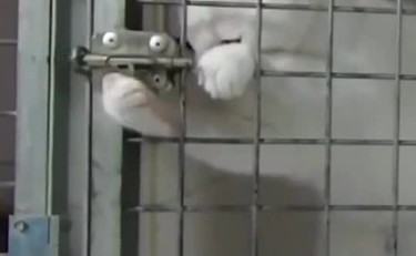 L'incredibile zampata vincente: ecco il gatto maestro dell'evasione