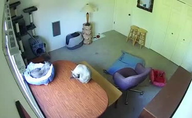 Il gatto dorme e gli arriva lo scherzetto