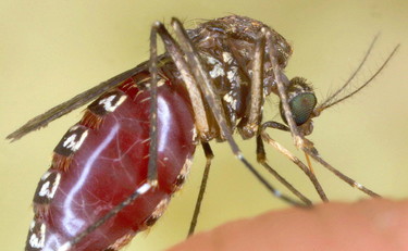 La zanzara che punge un infetto non trasmette il coronavirus