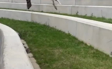 Ciao al portafoglio se nei paraggi c'è il gabbiano ladro