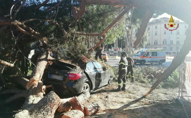 Piazza Venezia, pino crolla su un'auto in transito: una donna ferita