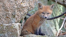 Tutti a cena con la volpe. Un paesino del Molise ha adottato l'animale selvatico