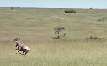 L'antilope manda gambe all'aria la leonessa e salva la vita