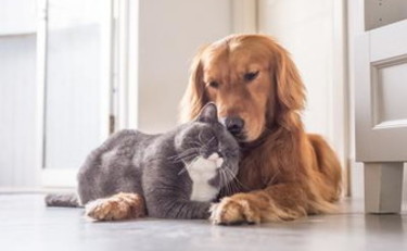 Animali domestici, quali sono e quanto ci costano