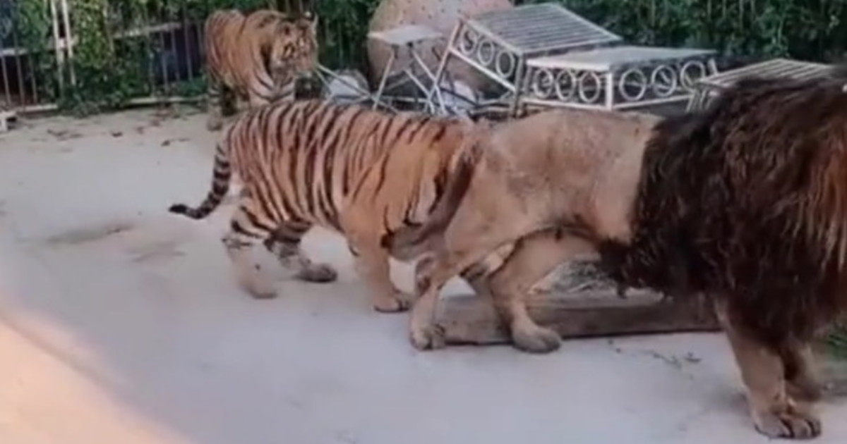 Il leone è furioso e la tigre non ha scampo – Il Tempo