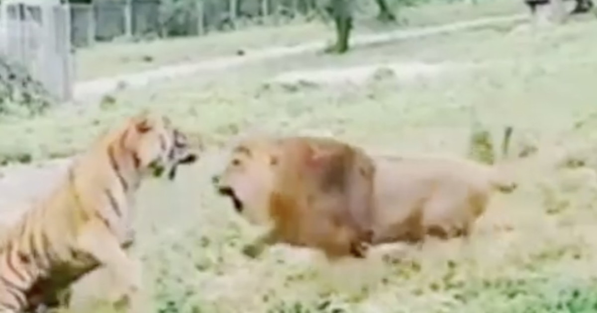 Sconto drammatico fra la tigre e il leone. Ma poi arrivano i rinforzi – Il Tempo
