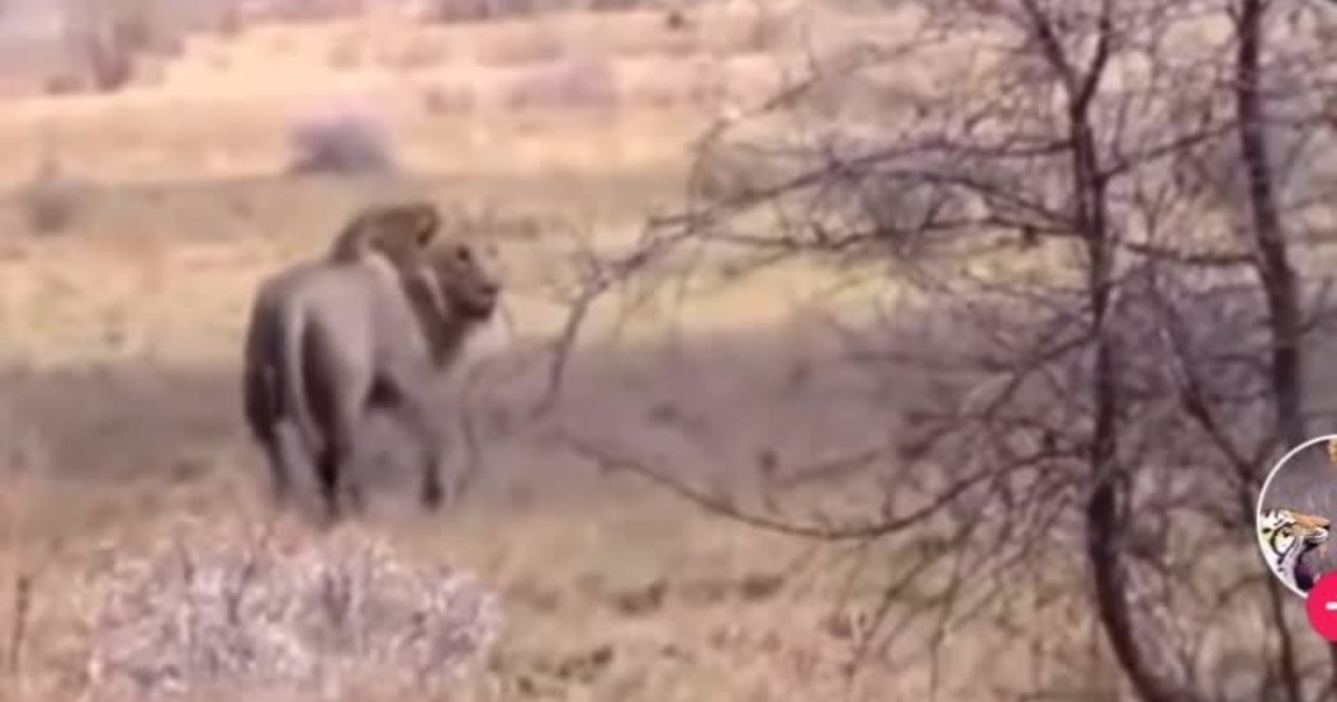Il cobra attacca il leone e l'agonia è terribile Il Tempo Il cobra attacca il leone e l'agonia è terribile Il Tempo