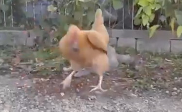 Tra il gatto e il topo si fionda la gallina: divorato