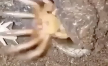 L'assalto horror del ragno e il grillo fa una brutta fine