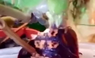 La cavalletta fa colazione con uno scarafaggio