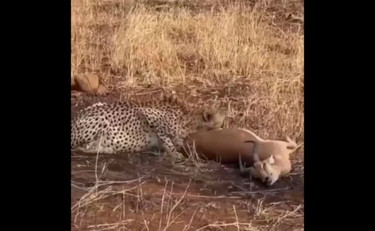 Il ghepardo divora un impala. E gli avvoltoi assistono allo spettacolo