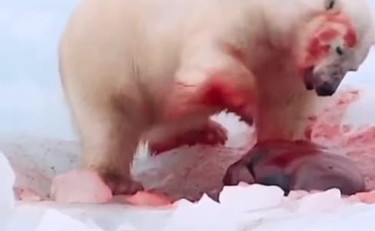 L'orso polare divora una foca viva