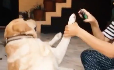 Recitazione da premio Oscar per il cane: si accascia a terra tramortito