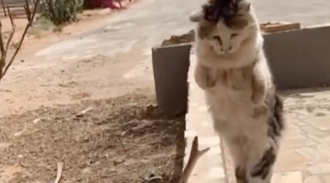 L'incredibile scatto del gattino per sfuggire all'attacco del serpente