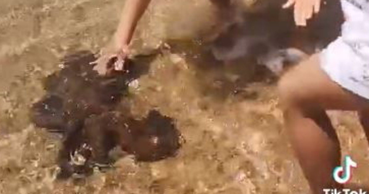 Il polpo vuole le coccole, incredibile in Sardegna – Il Tempo