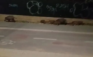 Cinghiali sulla ciclabile, ecco il terrore dei ciclisti di notte