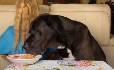 Il cane le ruba la pasta, che succede a Jessica Brugali