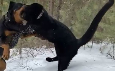 Rottweiler contro pantera, lo scontro è epico