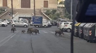 Cinghiali a passeggio alla Balduina. Calenda ridicolizza la Raggi