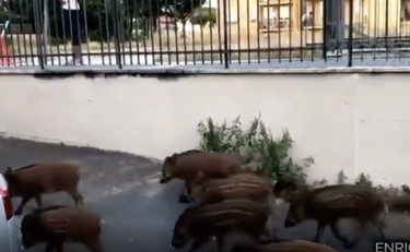 Cinghiali padroni di Roma, Michetti posta il video del 