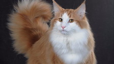 Orrende sofferenze e atrocità, condannato a 5 anni il serial killer dei gatti