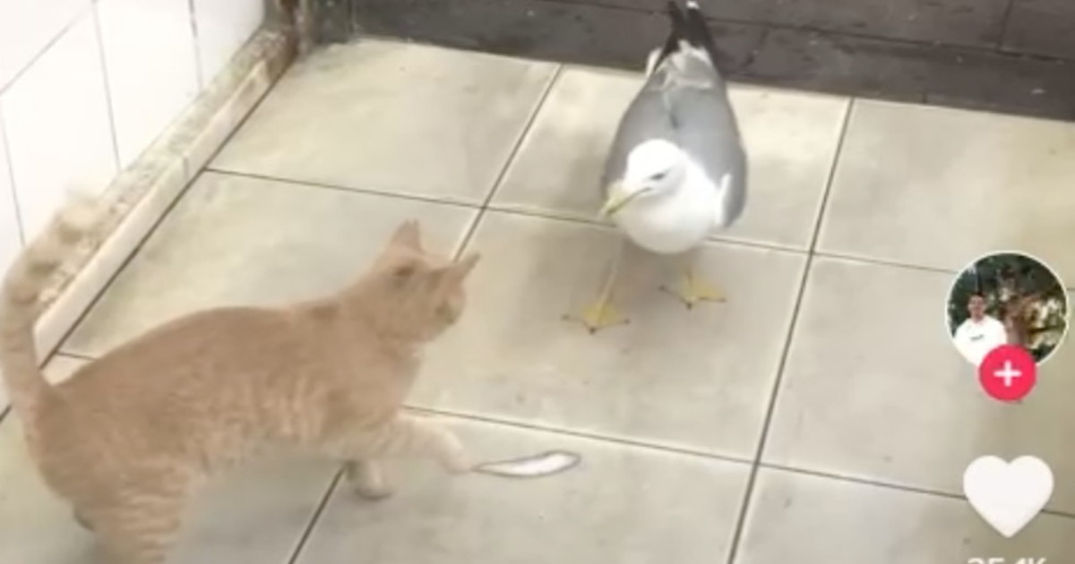 Beffa terribile per il gatto: il gabbiano lo frega così – Il Tempo