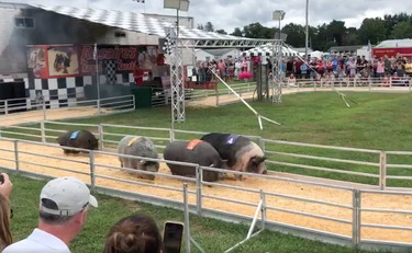 L'ultima follia degli americani: la corsa tra maiali. Il finale è inaspettato e la folla esplode