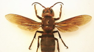 Condominio infestato dai calabroni killer, paura ai Parioli: inquilini in strada