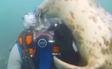 La foca chiede coccole al sub, cosa succede sott'acqua