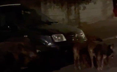 Roma, invasione bestiale: la mandria di cinghiali in via Fani pascola sulla lapide di Aldo Moro