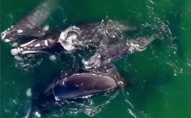 Legame indissolubile tra mamme: la danza delle balene coinvolge pure i figli