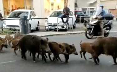 Trionfale, i cinghiali a passeggio trovano traffico... È sempre più Raggi-zoo