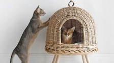 Case a prova di pet, arriva l'arredamento per animali