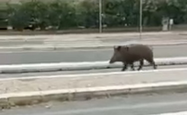 Le piste ciclabili della Raggi piacciono solo ai cinghiali
