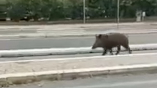 Le piste ciclabili della Raggi piacciono solo ai cinghiali. Cosa succede a Pineta Sacchetti