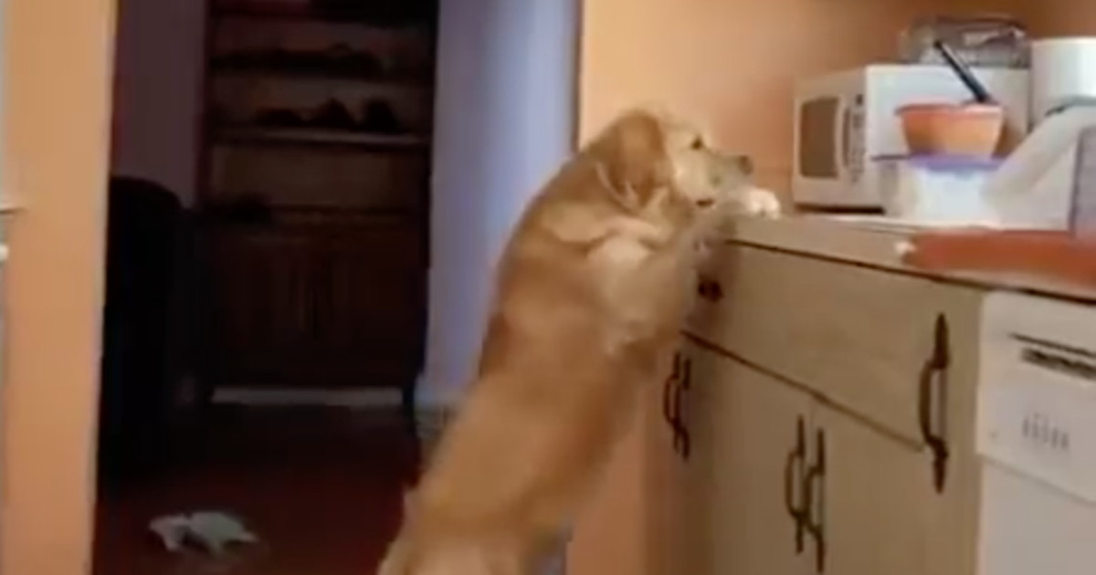 Beccato! Il cane prova a rubare il cibo: la reazione è esilarante – Il ...