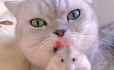 Il gatto e il criceto sono inseparabili: la coppia di amici a cui nessuno crede