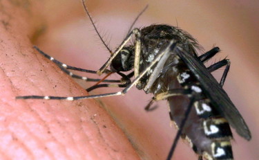 Allarme zanzara coreana, Crisanti: attenzione perché trasmette virus