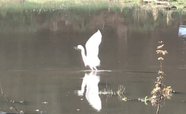 Lo zoo di Roma è sempre più ricco: l'airone spicca il volo alla Caffarella