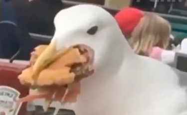 Il gabbiano è ingordo e famelico: l'assalto e il blitz per il panino è impressionante