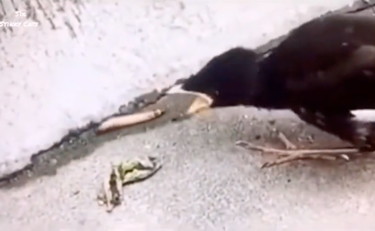 La strenua caccia della cornacchia e la disperata fuga del lombrico