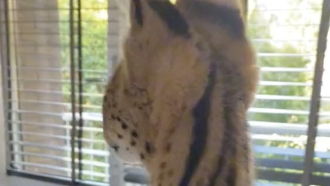 Il gatto leopardo davanti alla tv, il finale è disastroso