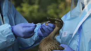 Non bastava il Covid. Focolaio di aviaria in un allevamento di volatili a Ostia Antica