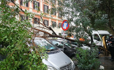 A Roma cadono gli alberi e Gualtieri taglia i fondi come la Raggi
