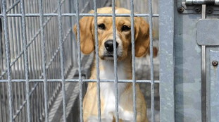 Cure a rischio nei canili, la vita dei cani non vale un euro