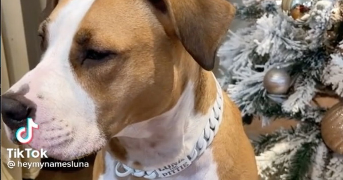 Il cane che parla il video è impressionante Il Tempo