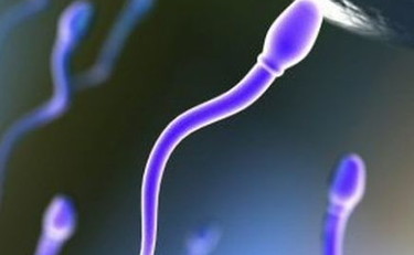 Il Covid blocca anche la fertilità dell'uomo: lo studio rivela i danni agli spermatozoi