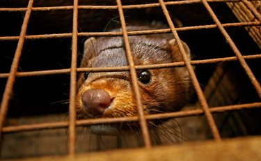 Stop all'uccisione di animali da pelliccia, la manovra salva volpi e visoni